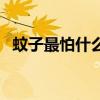 蚊子最怕什么东西啊（蚊子最怕什么东西）