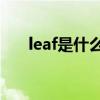 leaf是什么意思（leaves是什么意思）