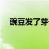 豌豆发了芽子能吃吗（豌豆发芽能吃吗）