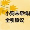 小狗未牵绳被轧伤女主人砖砸车泄愤 宠物安全引热议