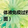 体液免疫过程示意图图片（体液免疫过程示意图）