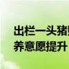 出栏一头猪赚约600元 养殖户盈利激增，增养意愿提升