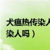 犬瘟热传染人吗犬瘟热是怎么得的（犬瘟热传染人吗）