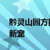黔灵山园方回应猴子爱凹造型 活泼藏酋猴成新宠