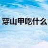 穿山甲吃什么食物视频（穿山甲吃什么食物）
