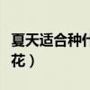 夏天适合种什么花种子能活（夏天适合种什么花）