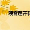 观音莲开花是什么意思（观音莲开花）