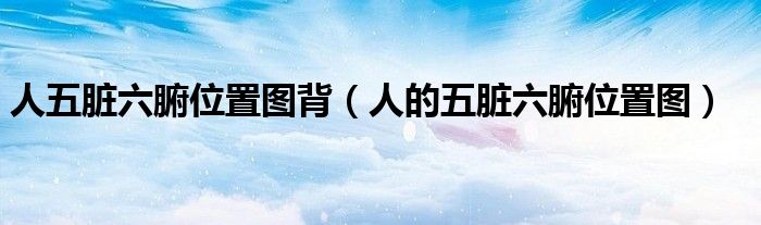 人五脏六腑的位置与功能（人五脏六腑位置图）