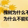 槐树为什么不能砍门口槐树可以挖走吗（槐树为什么不能砍）