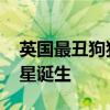 英国最丑狗狗参演《死侍与金刚狼》 丑萌新星诞生