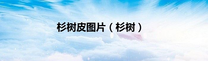 杉树皮装修效果图（杉树皮装修效果图）