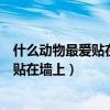 什么动物最爱贴在墙上脑筋急转弯打一生肖（什么动物最爱贴在墙上）