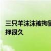 三只羊沫沫被拘留，知情者：去年12月在上海被带走，已关押很久