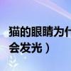 猫的眼睛为什么会发光作文（猫的眼睛为什么会发光）