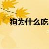 狗为什么吃屎呢视频（狗为什么吃屎呢）