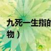 九死一生指的是什么动物（九死一生是什么动物）