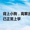 背上小狗，离家出走！泉州12岁男孩负气离家6小时，家长：已正常上学