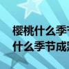 樱桃什么季节成熟 是夏天还是春天呢（樱桃什么季节成熟）