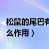 松鼠的尾巴有什么作用图片（松鼠的尾巴有什么作用）