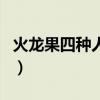 火龙果四种人不宜吃（火龙果红心和白心区别）
