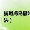 捕斑鸠鸟最好的方法视频（捕斑鸠鸟最好的方法）