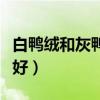白鸭绒和灰鸭绒哪种贵（白鸭绒和灰鸭绒哪个好）