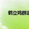 鹤立鸡群造句一年级（鹤立鸡群造句）
