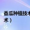 香瓜种植技术与管理法视频（香瓜种植管理技术）